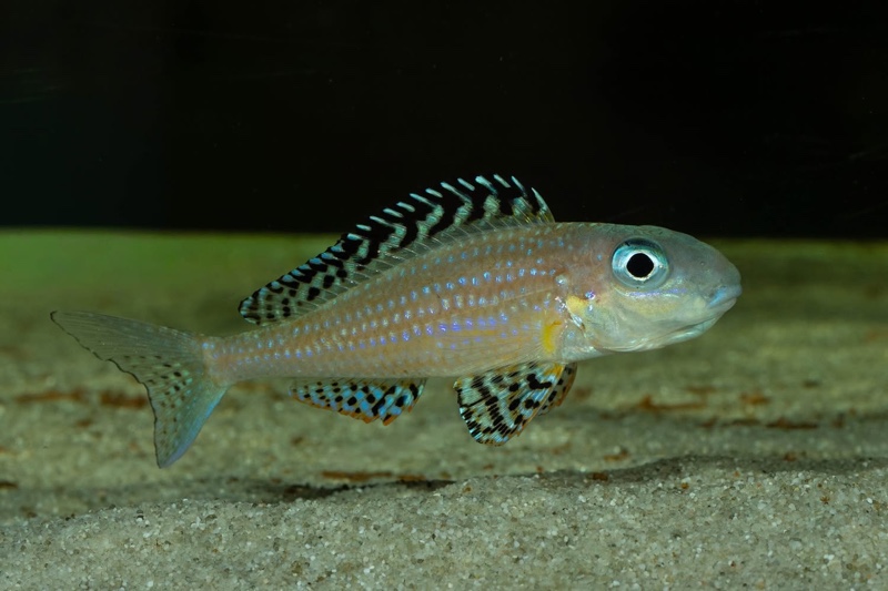 Xenotilapia papilio 'Tembwe Deux'